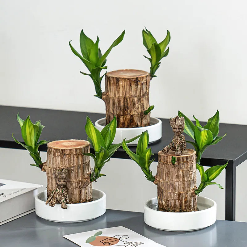 Lucky Brazil Wood Potted Plant 🔥 Last Day Sale - 50% Off🔥 (Buy 1 Get 1 Free)