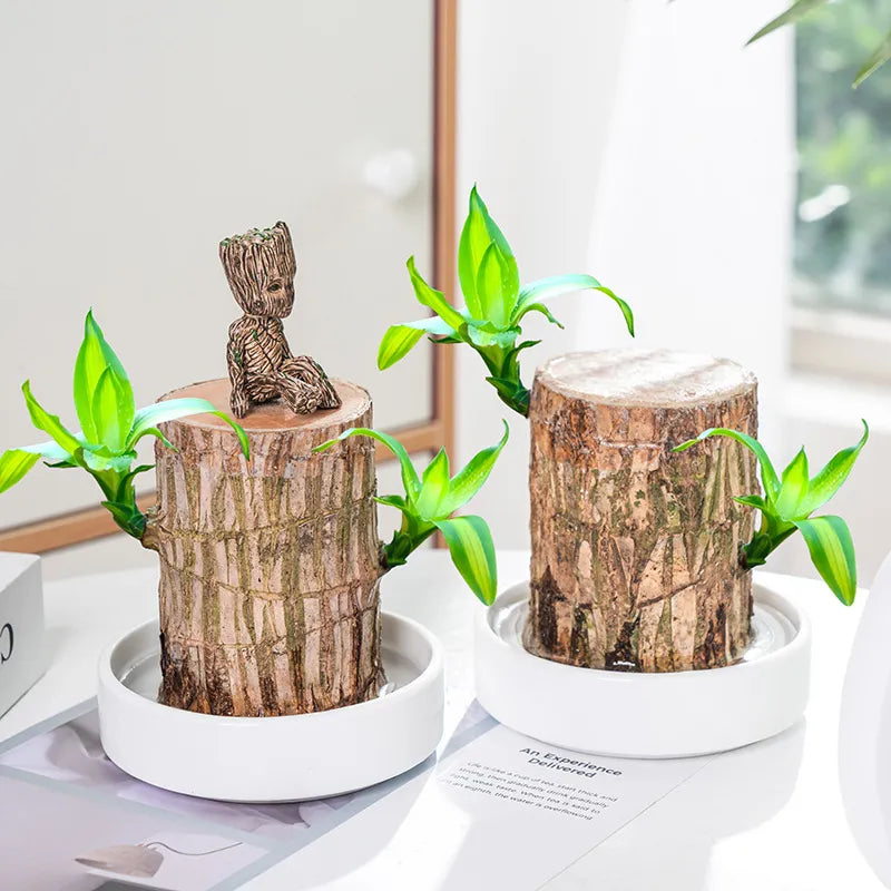Lucky Brazil Wood Potted Plant 🔥 Last Day Sale - 50% Off🔥 (Buy 1 Get 1 Free)