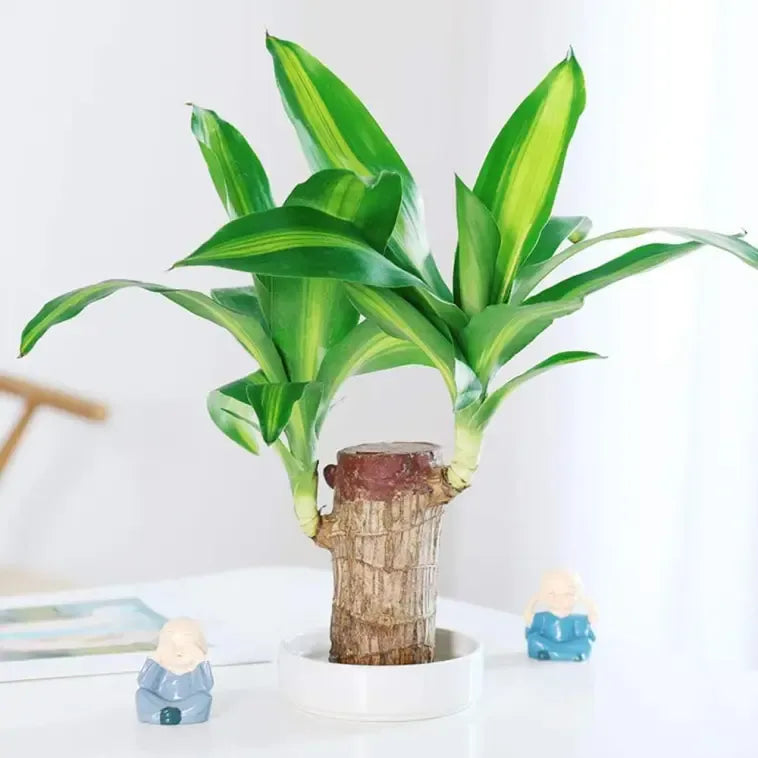 Lucky Brazil Wood Potted Plant 🔥 Last Day Sale - 50% Off🔥 (Buy 1 Get 1 Free)