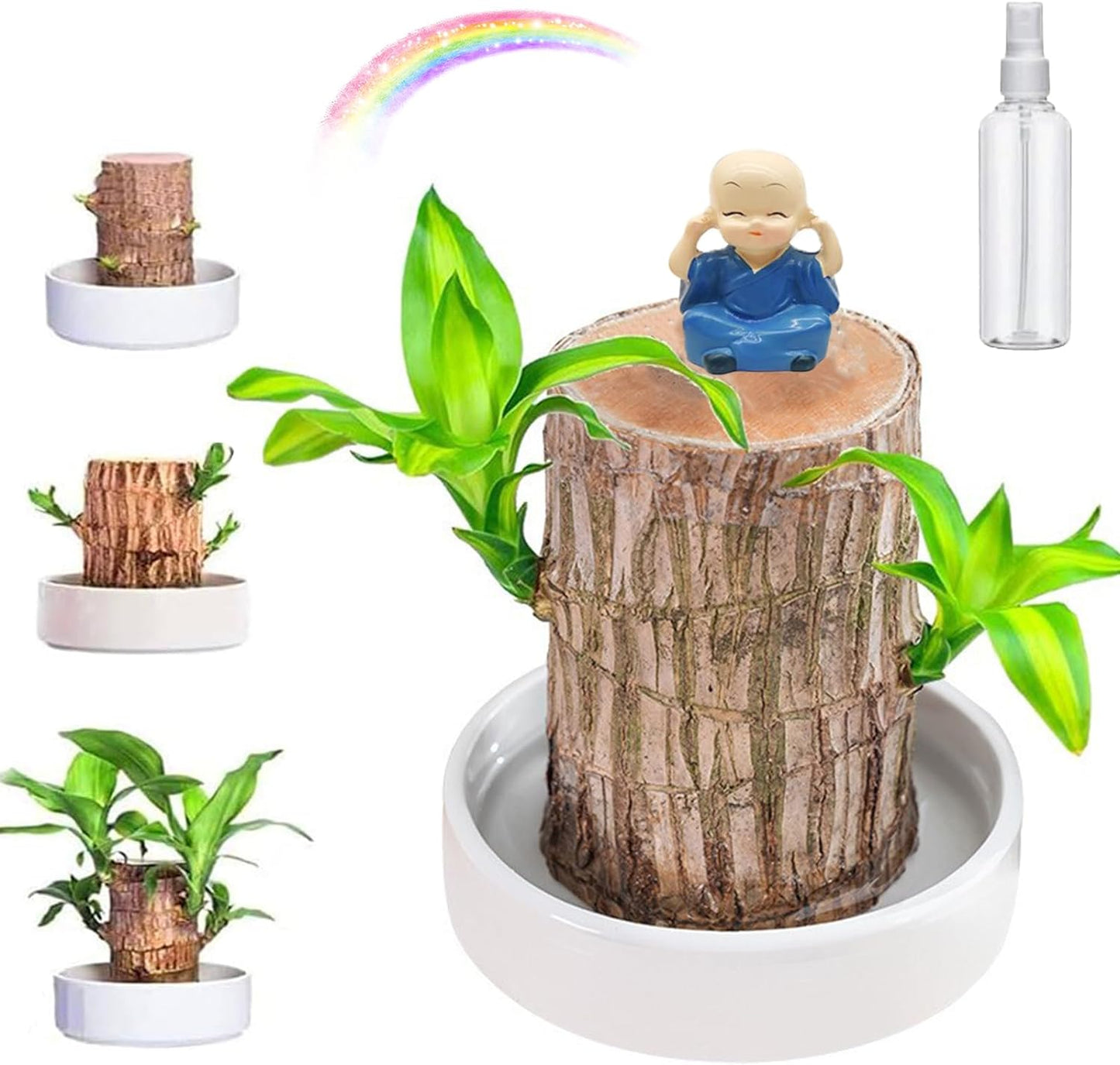 Lucky Brazil Wood Potted Plant 🔥 Last Day Sale - 50% Off🔥 (Buy 1 Get 1 Free)