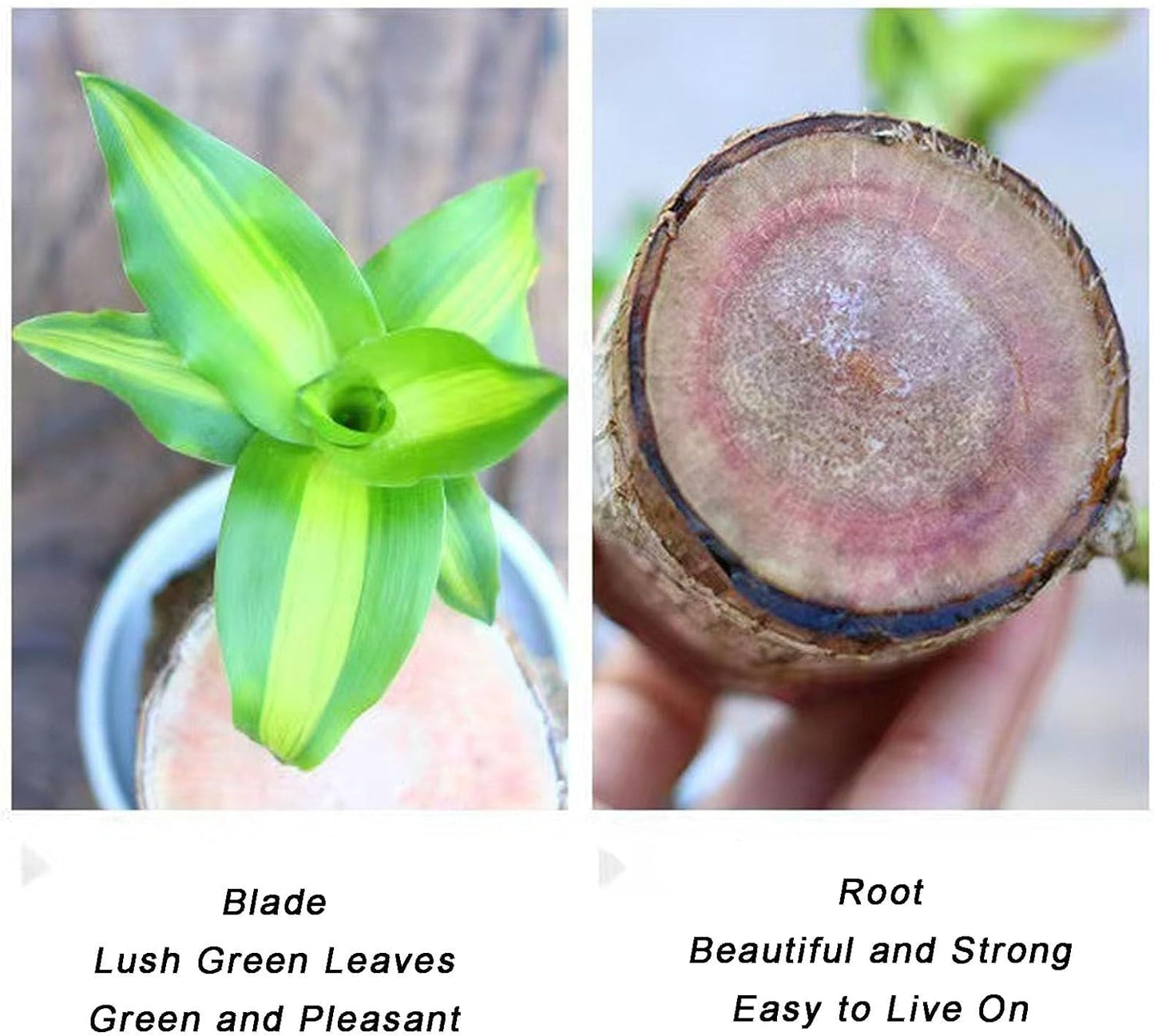 Lucky Brazil Wood Potted Plant 🔥 Last Day Sale - 50% Off🔥 (Buy 1 Get 1 Free)