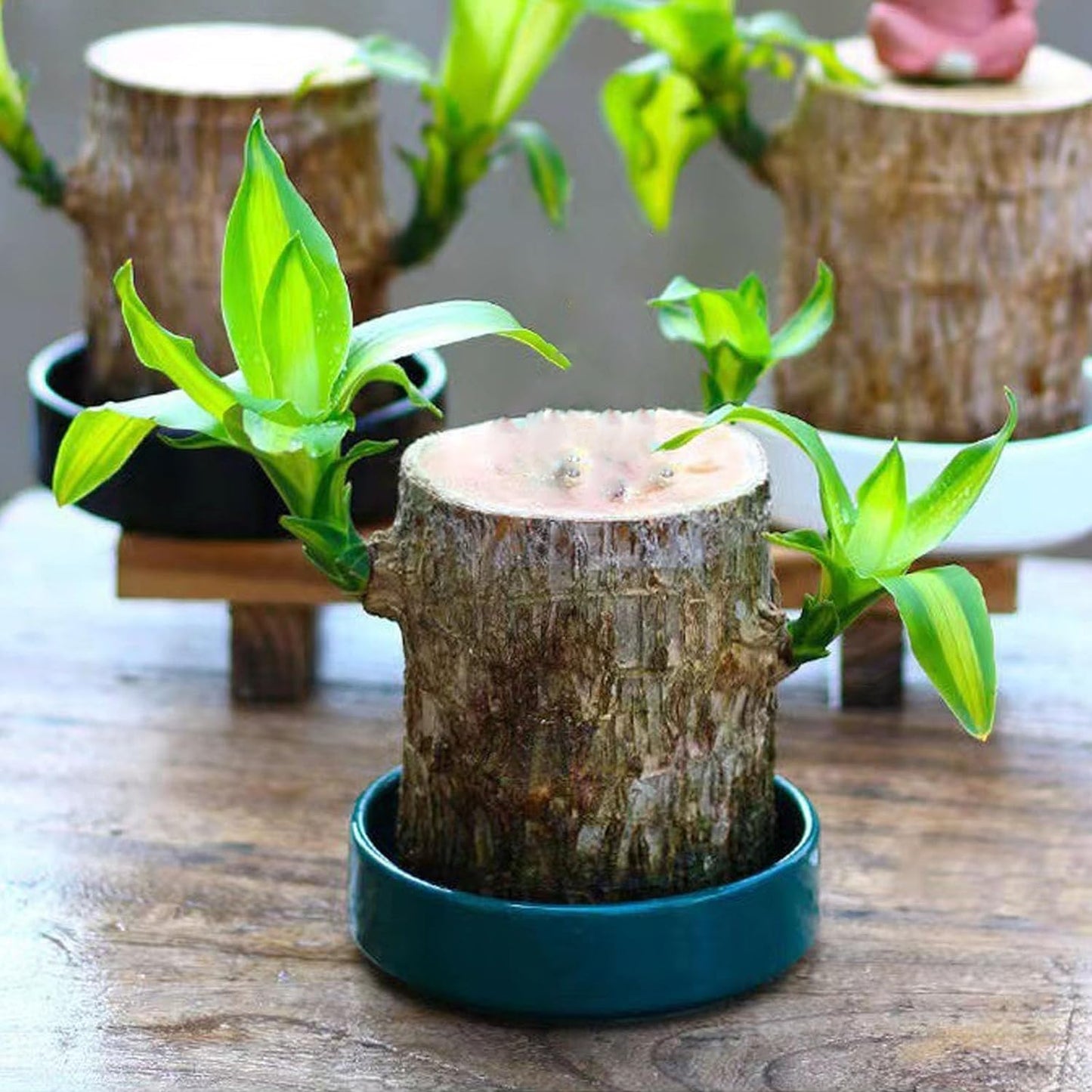 Lucky Brazil Wood Potted Plant 🔥 Last Day Sale - 50% Off🔥 (Buy 1 Get 1 Free)