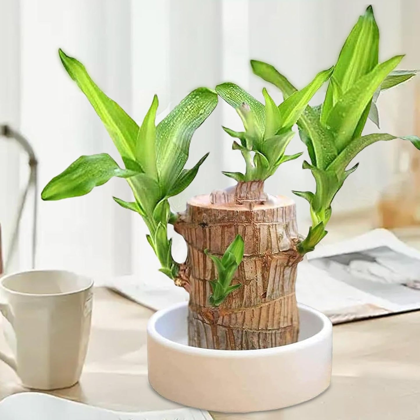 Lucky Brazil Wood Potted Plant 🔥 Last Day Sale - 50% Off🔥 (Buy 1 Get 1 Free)