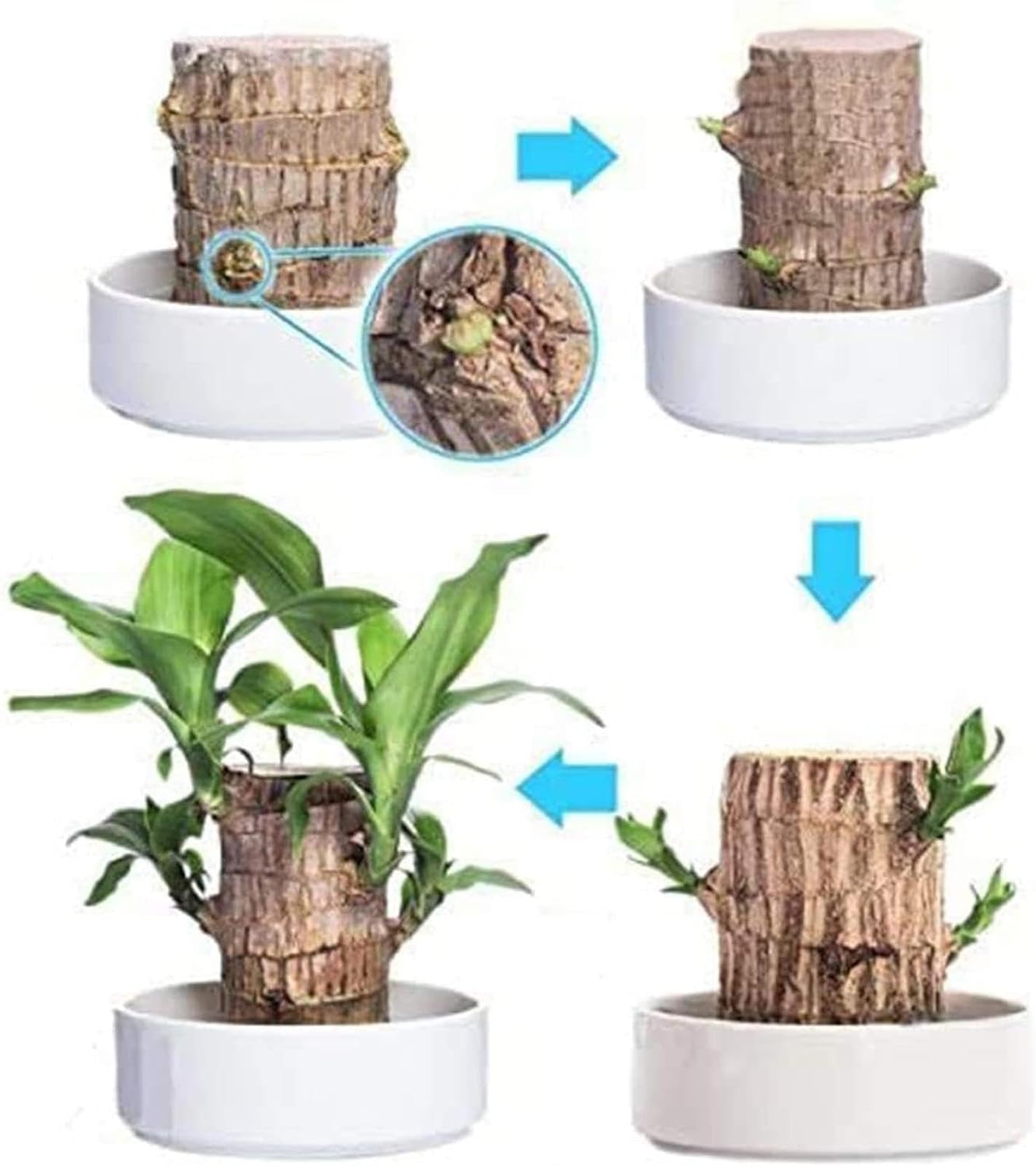 Lucky Brazil Wood Potted Plant 🔥 Last Day Sale - 50% Off🔥 (Buy 1 Get 1 Free)