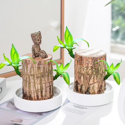 Lucky Brazil Wood Potted Plant  🔥 Last Day Sale - 50% Off🔥 (Buy 1 Get 1 Free)