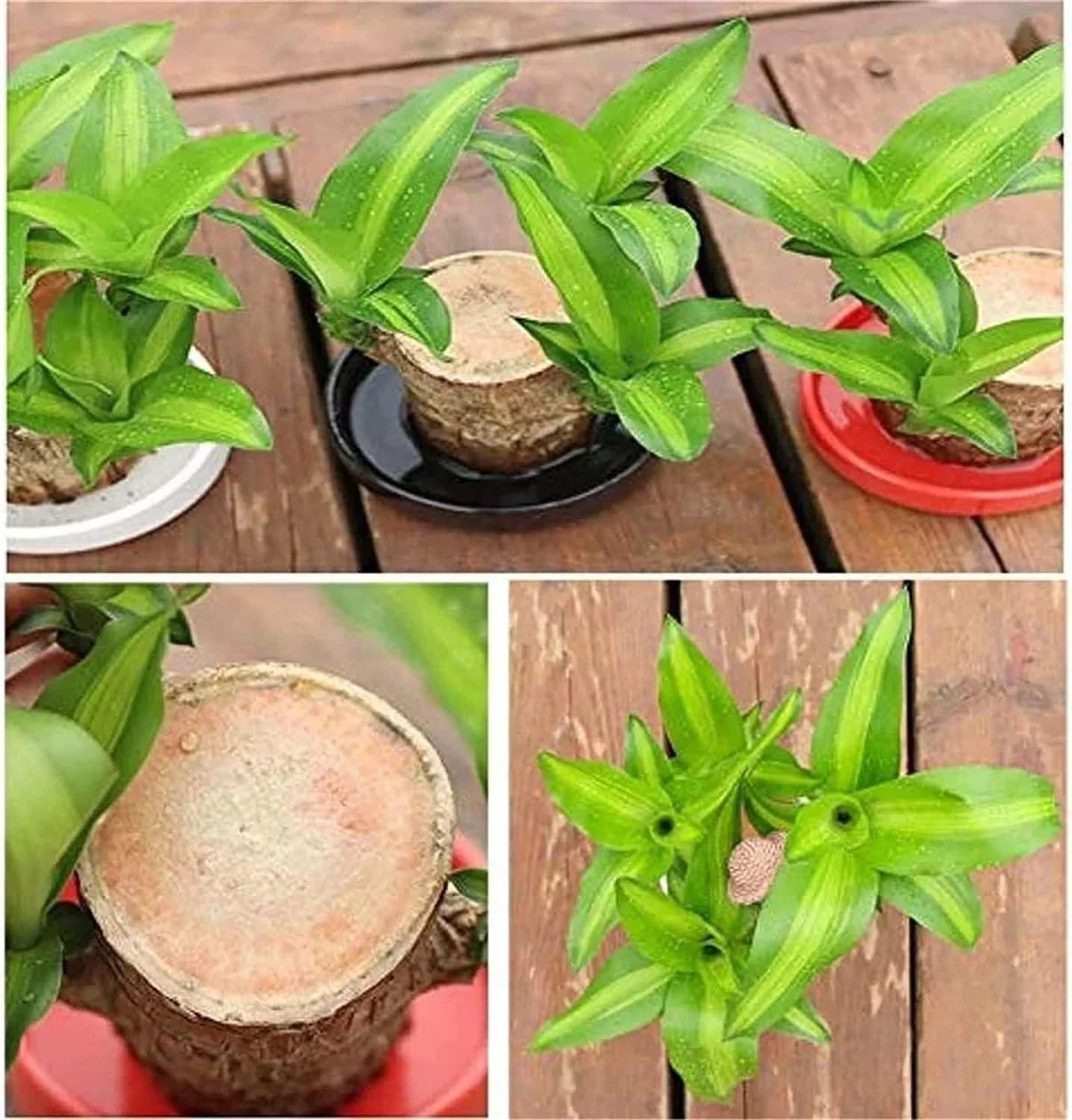 Lucky Brazil Wood Potted Plant  🔥 Last Day Sale - 50% Off🔥 (Buy 1 Get 1 Free)