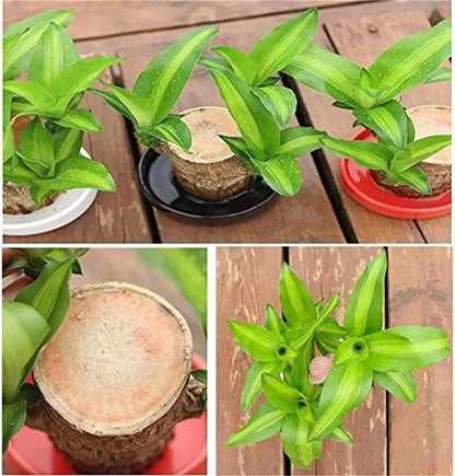 Lucky Brazil Wood Potted Plant  🔥 Last Day Sale - 50% Off🔥 (Buy 1 Get 1 Free)